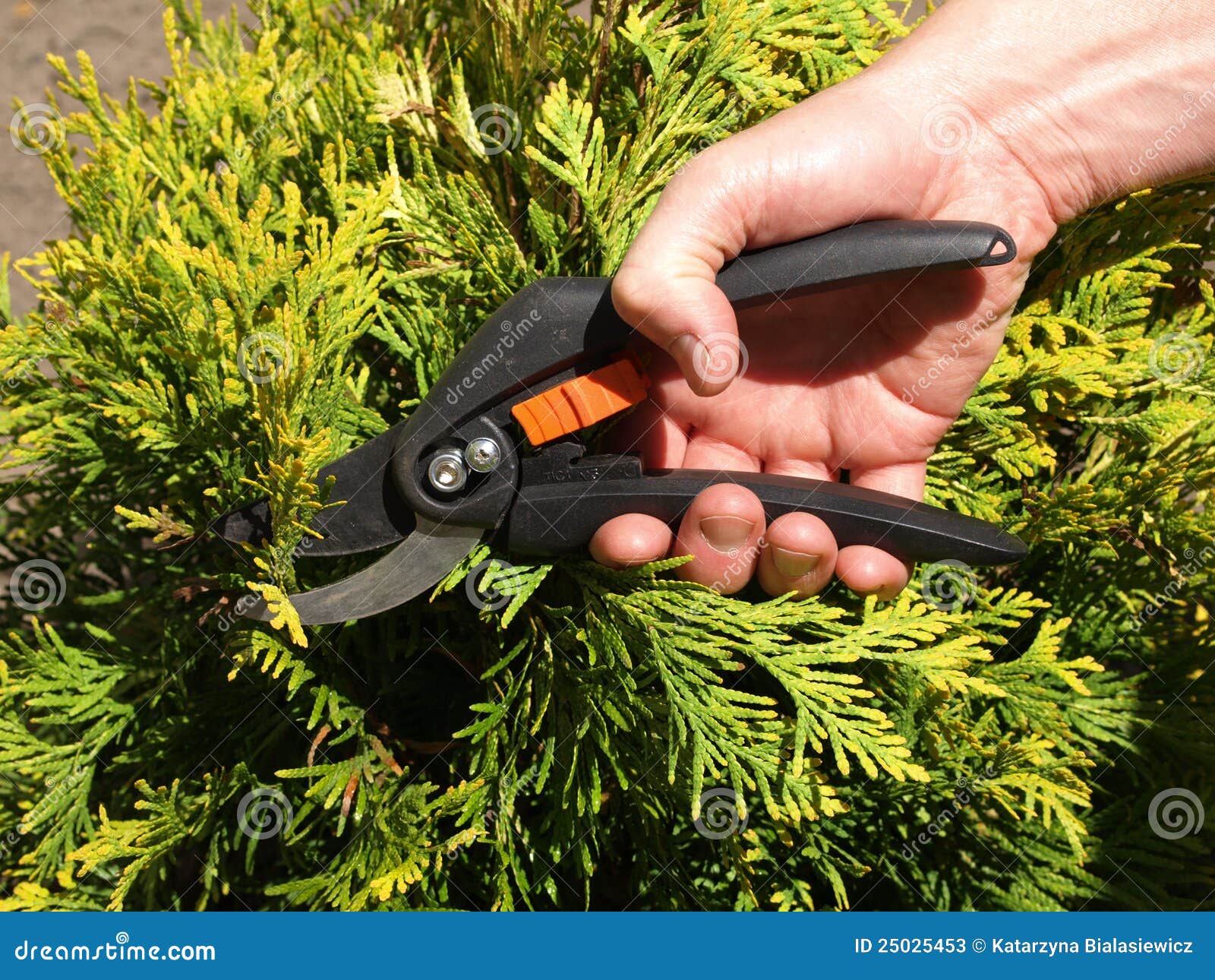 Cutting branches stock image. Image of juniperus, outdoor 25025453