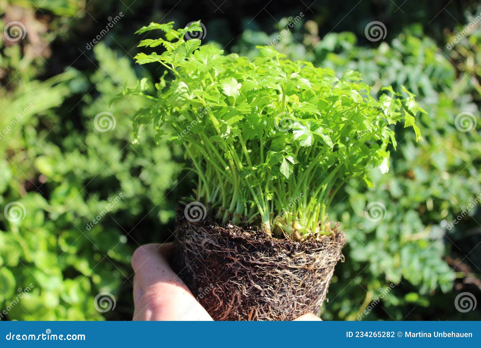 Cutting celery in a hand stock photo. Image of herbgarden 234265282