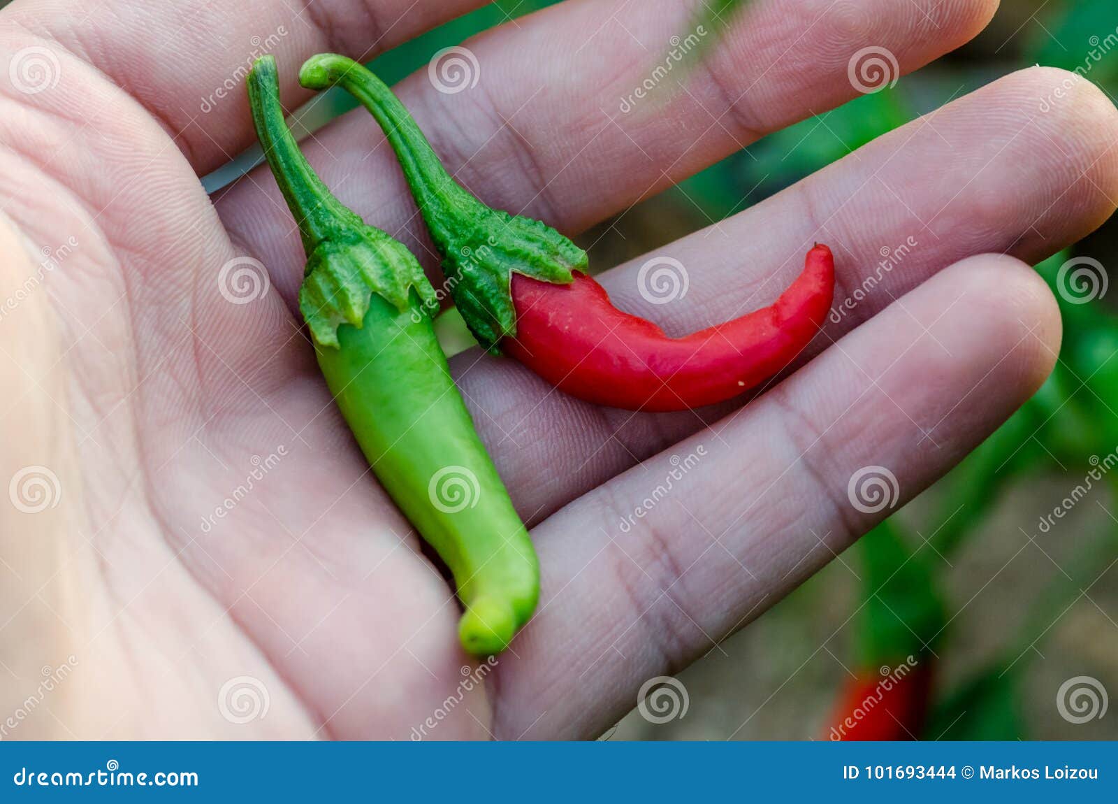 Cutting Chilli Peppers stock photo. Image of ripe, garden 101693444