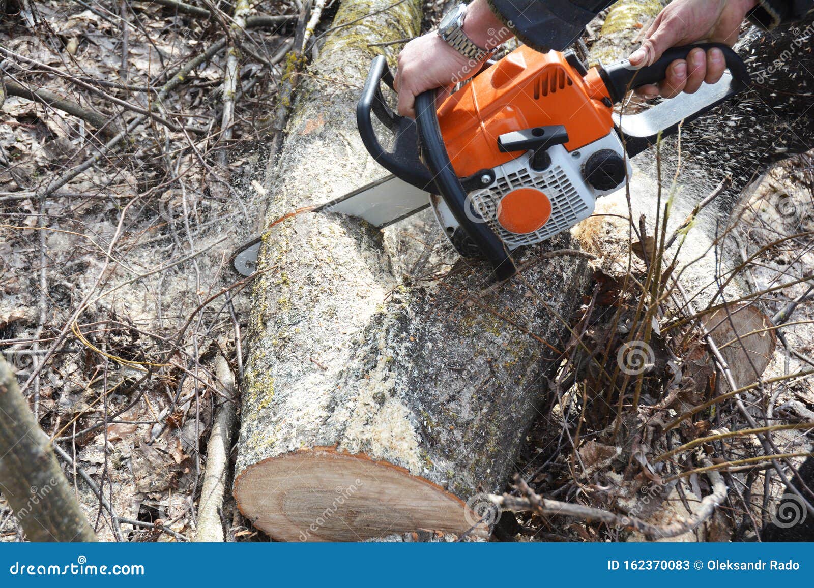 Cutting Fallen Tree with Chainsaw Stock Image Image of chainsaw, petrol 162370083