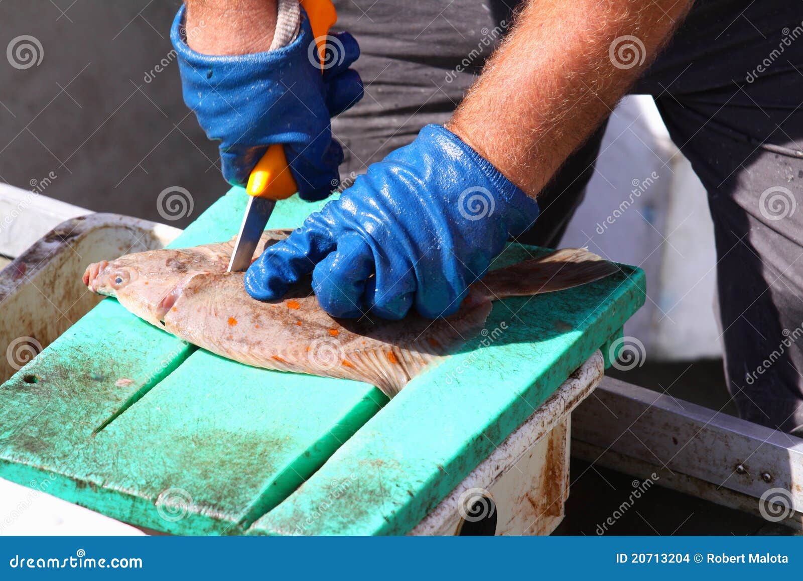 Cutting fish stock photo. Image of manufacture, tail 20713204