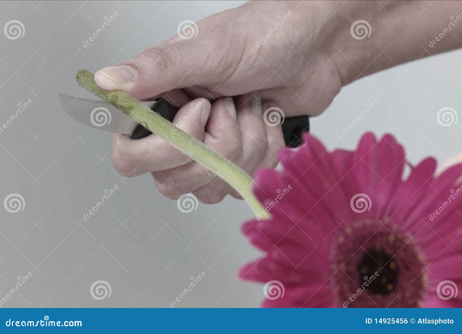 Cutting flower stem stock photo. Image of bloom, pink 14925456