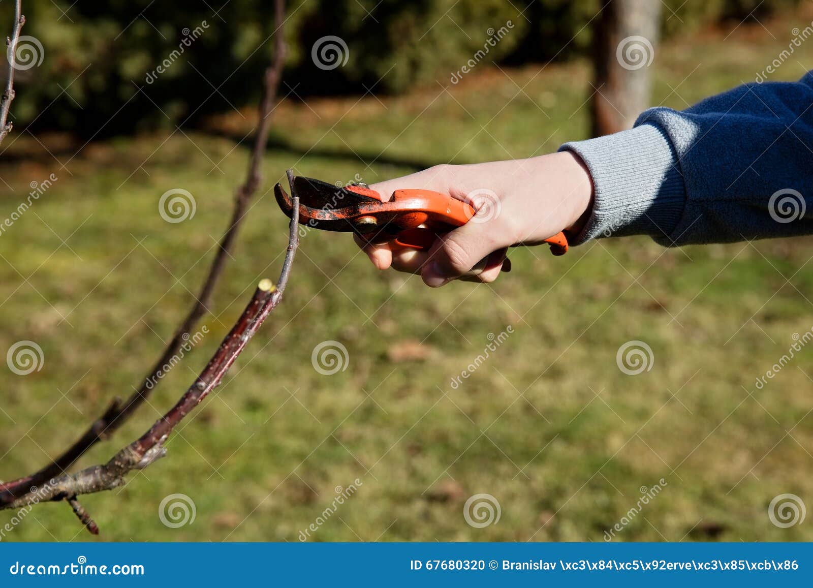 Cutting about fruit trees stock photo. Image of trim 67680320