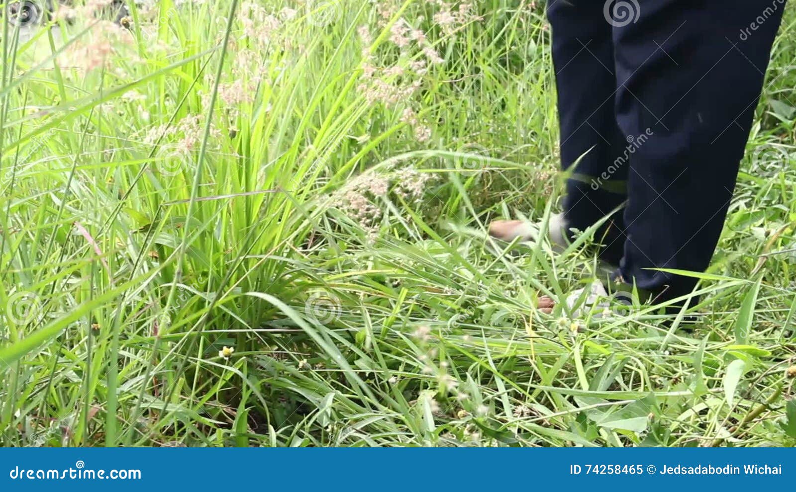 Cutting grass with knife stock video. Video of tropical 74258465