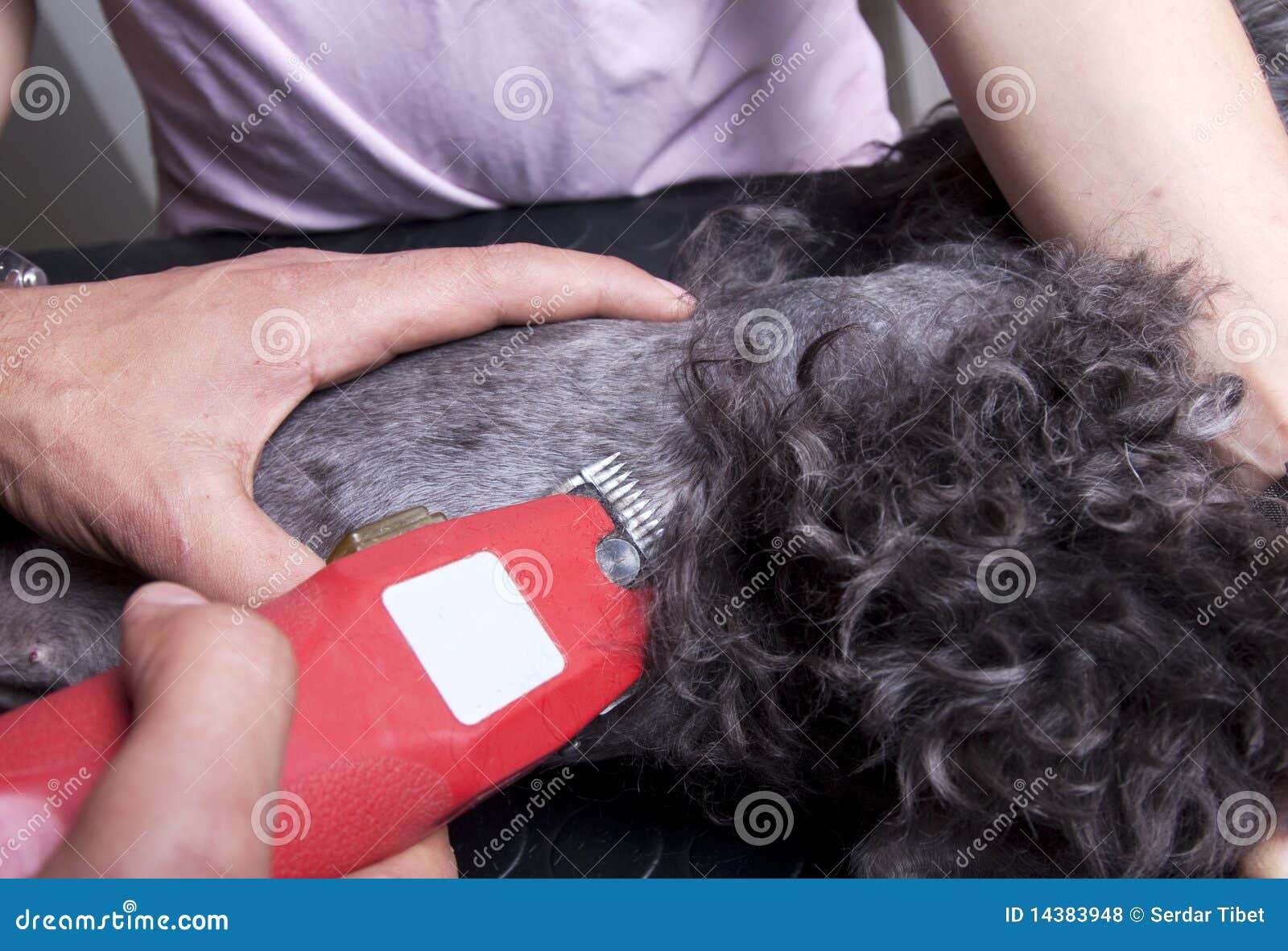 Cutting the hair of a dog stock photo. Image of pets 14383948