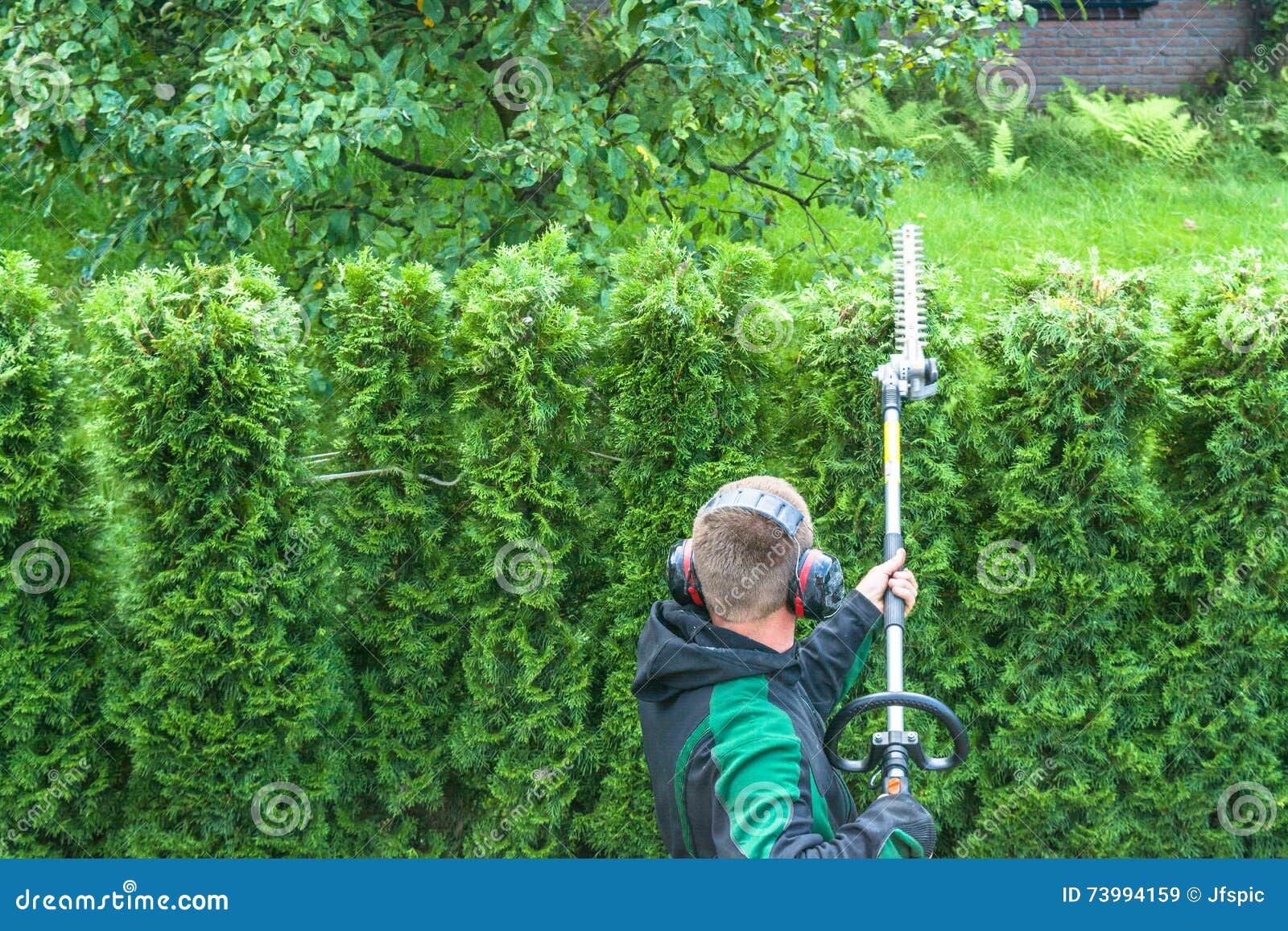 Cutting a hedge stock image. Image of plant, motor, hedges 73994159
