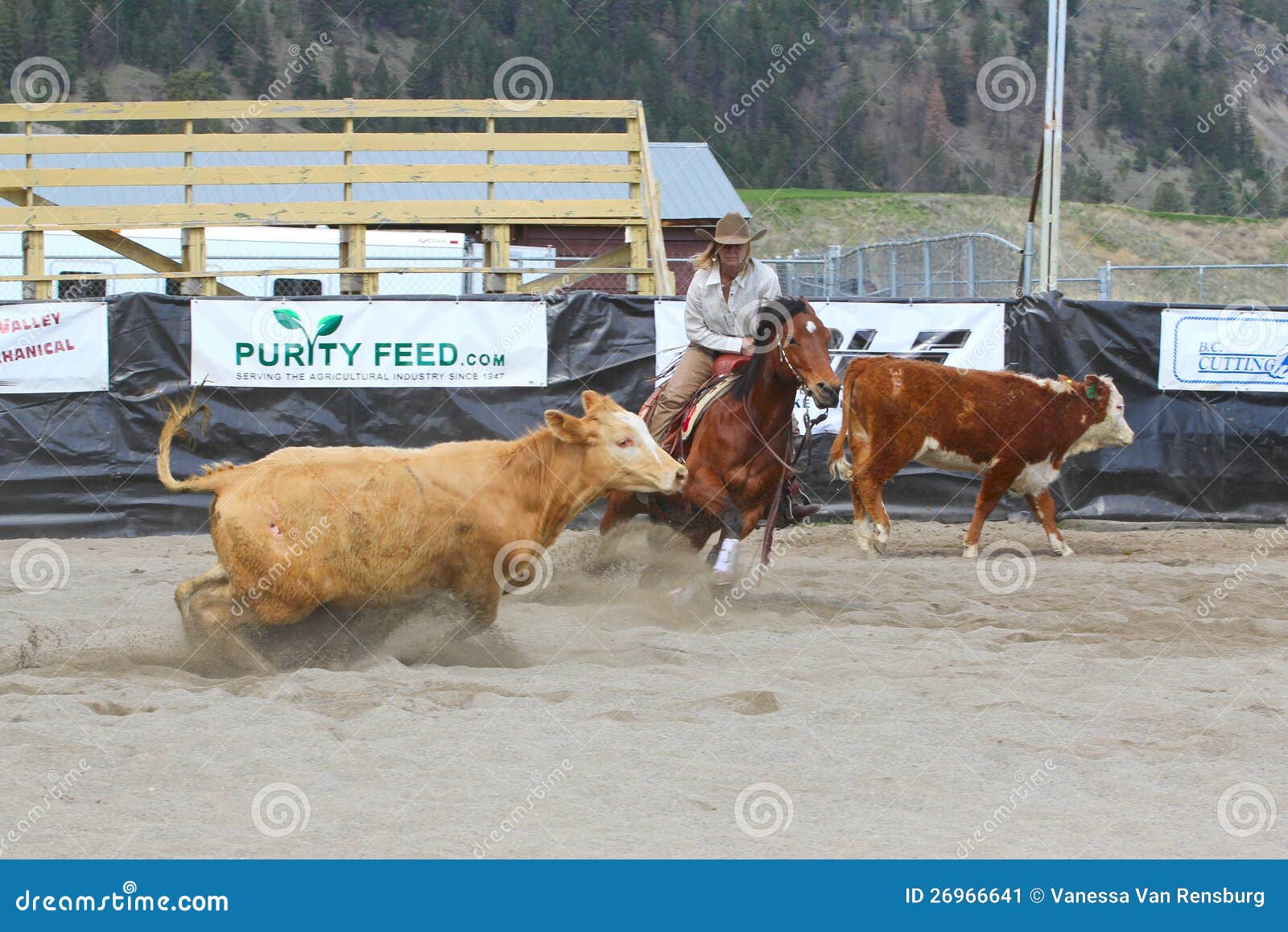 Cutting Horse Show editorial photo. Image of rural, livestock 26966641