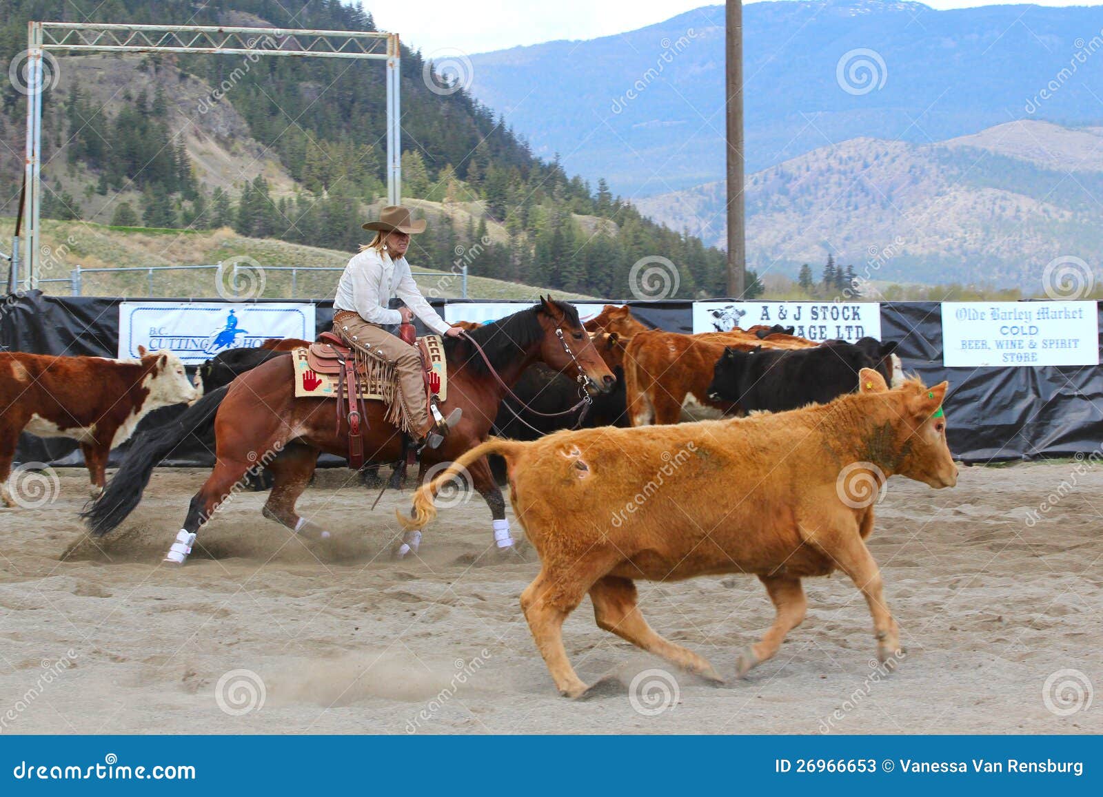 Cutting Horse Show editorial stock photo. Image of livestock 26966653