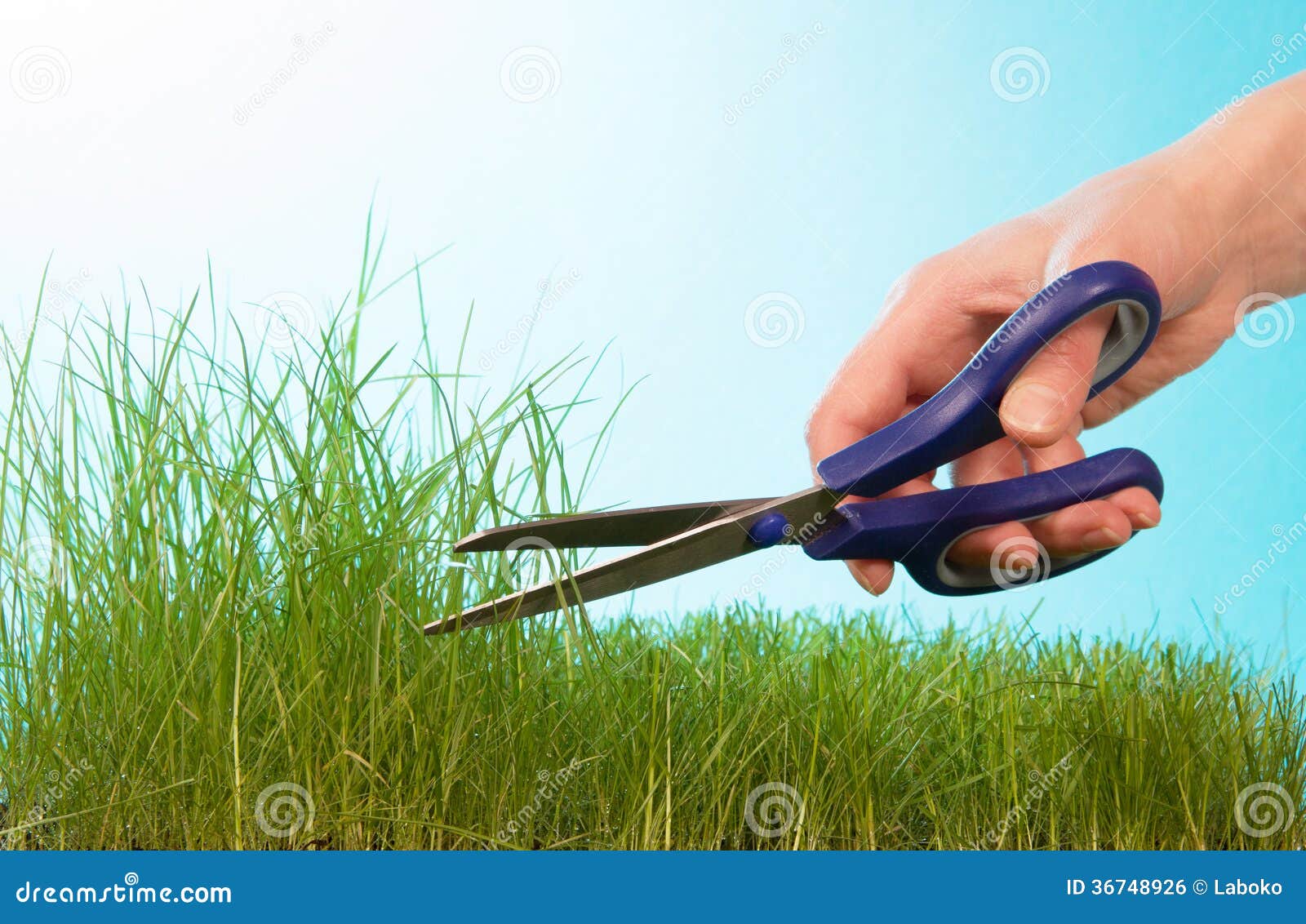 Cutting Lawn with Hand Shears Stock Photo Image of freshness, fragility 36748926
