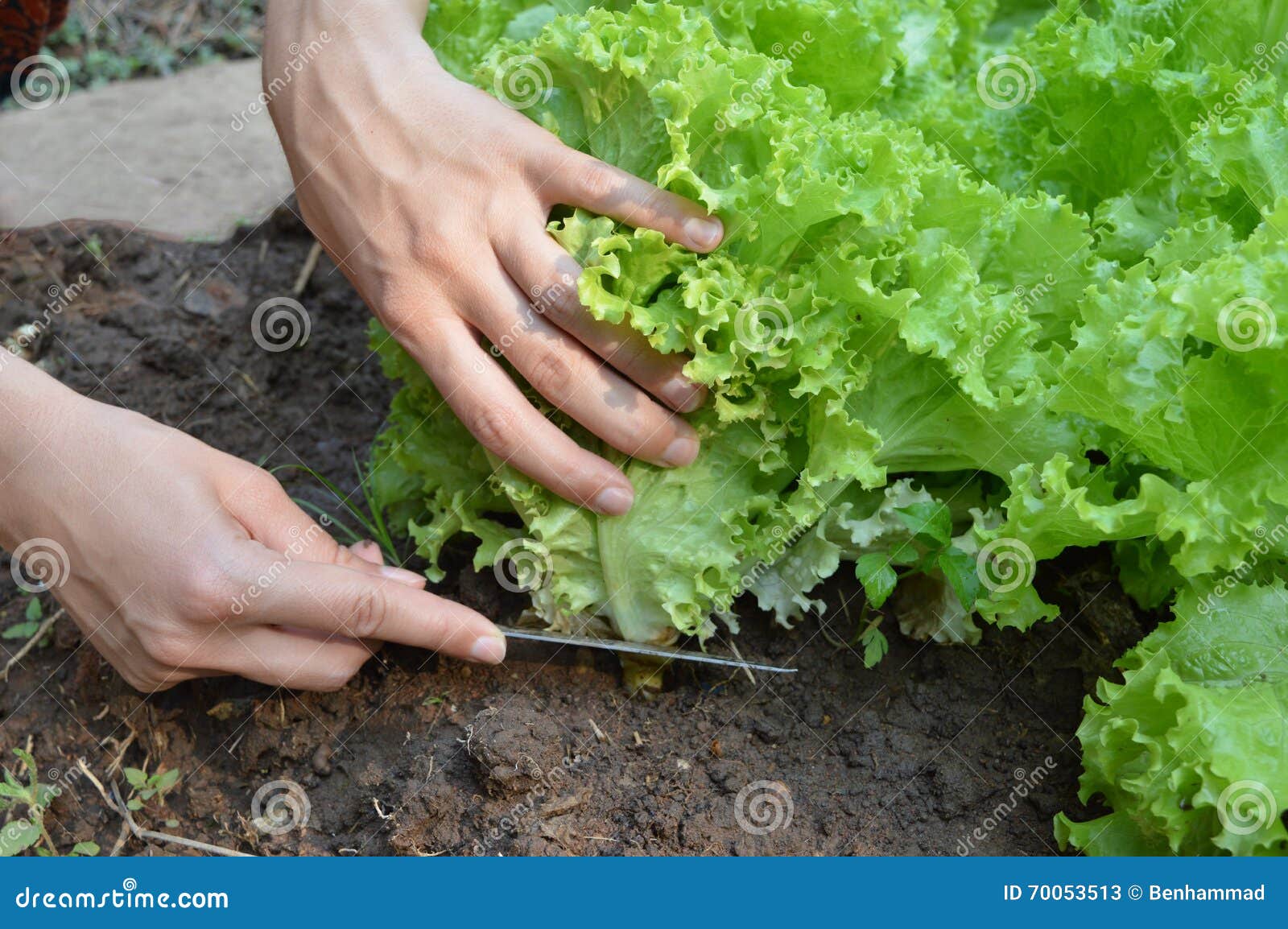 Cutting Lettuce Stock Image Image Of Green Butterhead 70053513