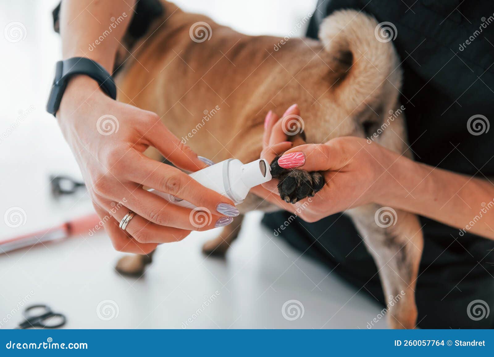 Pug Hates Getting Nails Clipped | TikTok