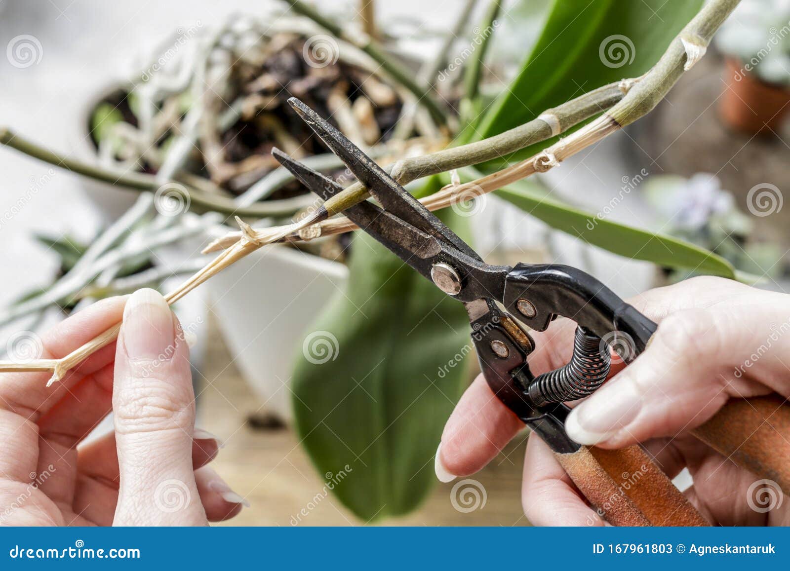 Cutting orchid roots stock image. Image of nature, environment 167961803