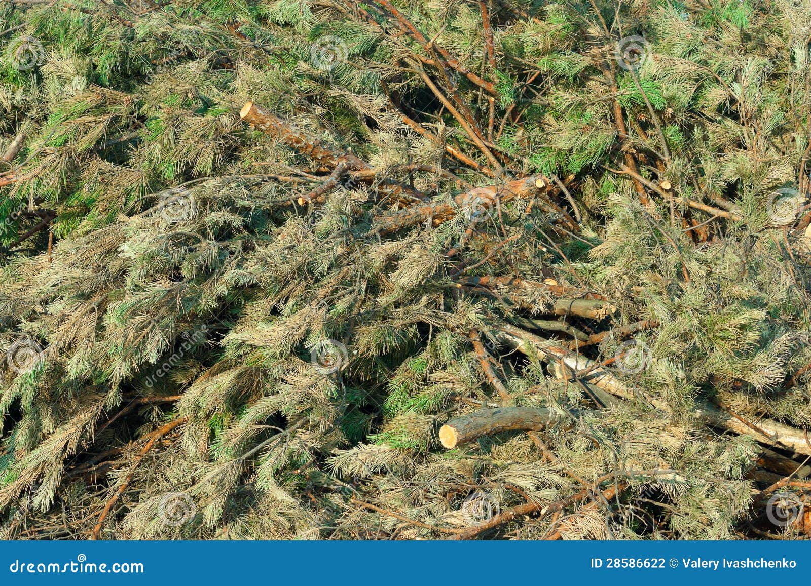 Cutting pines stock photo. Image of dead, green, coniferous 28586622