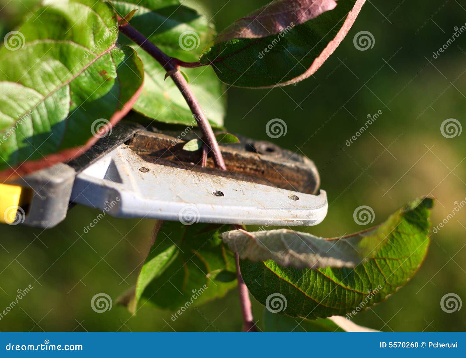 Cutting plant stock photo. Image of hobby, tools, vegetables 5570260