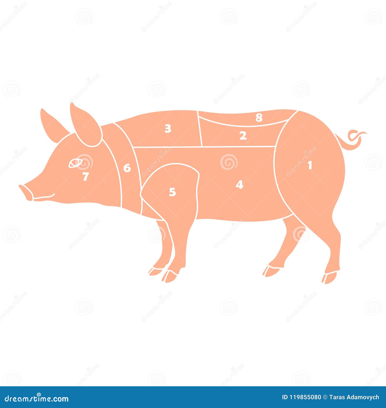 Pork, Pig. Scheme, Diagram, Chart Pork, Butcher Guide Vector