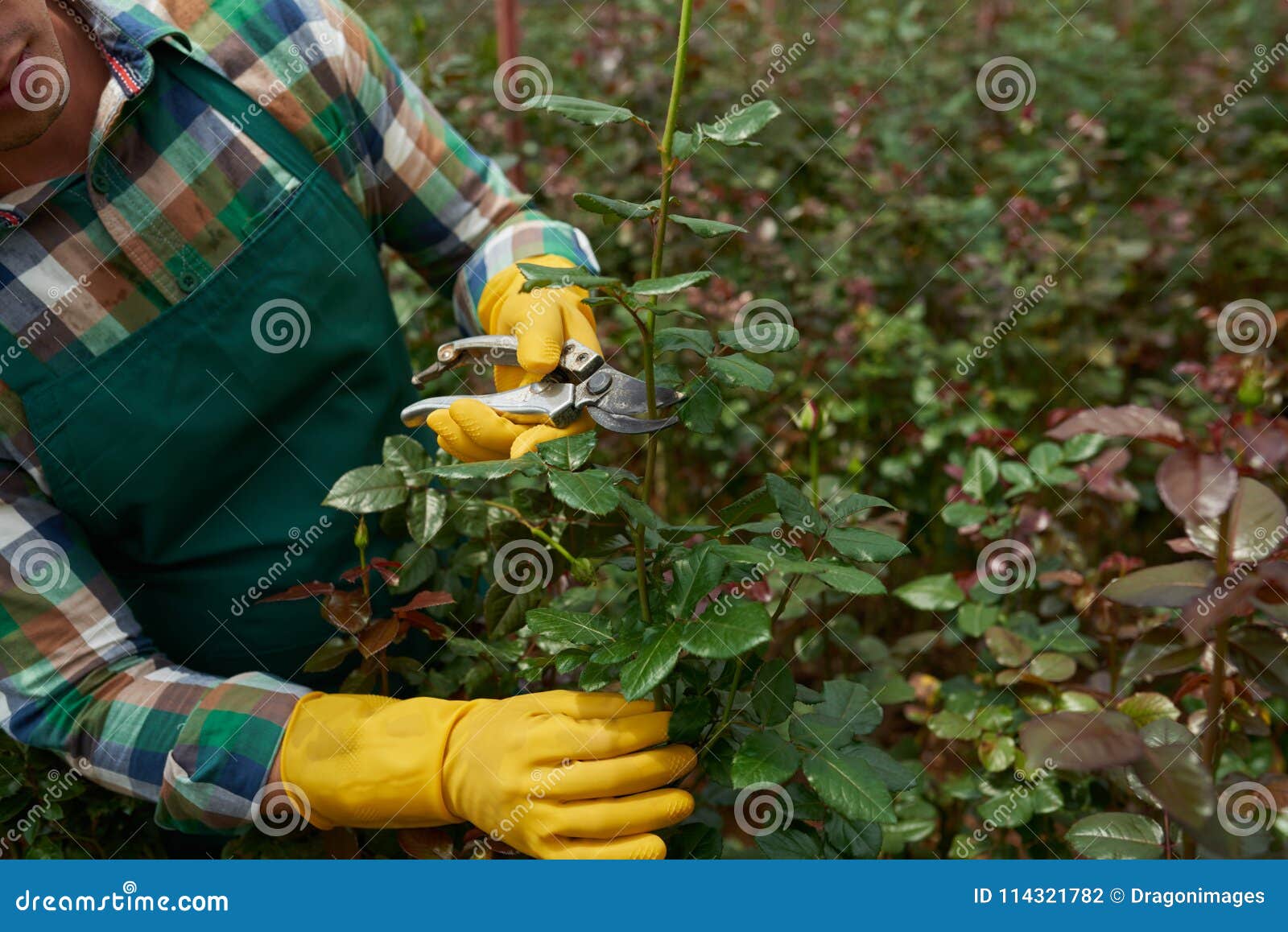 Cutting roses stock photo. Image of spring, examining 114321782