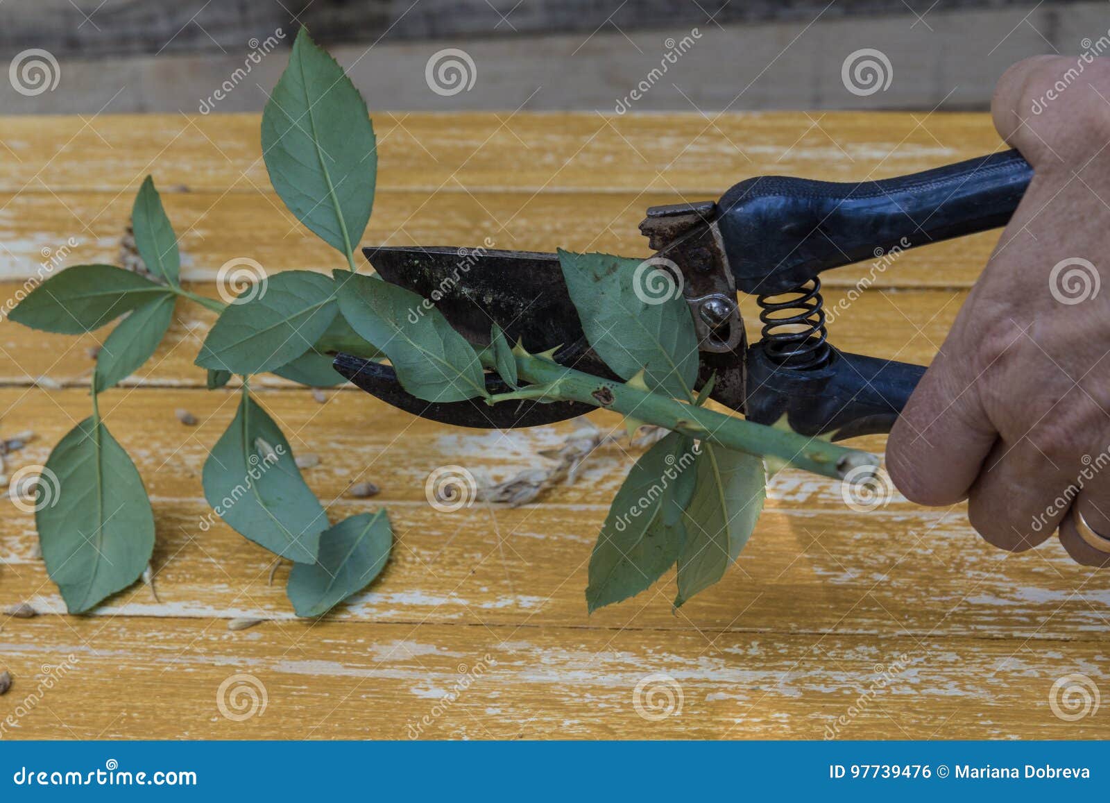 Cutting roses stock photo. Image of spring, bush, gardening 97739476
