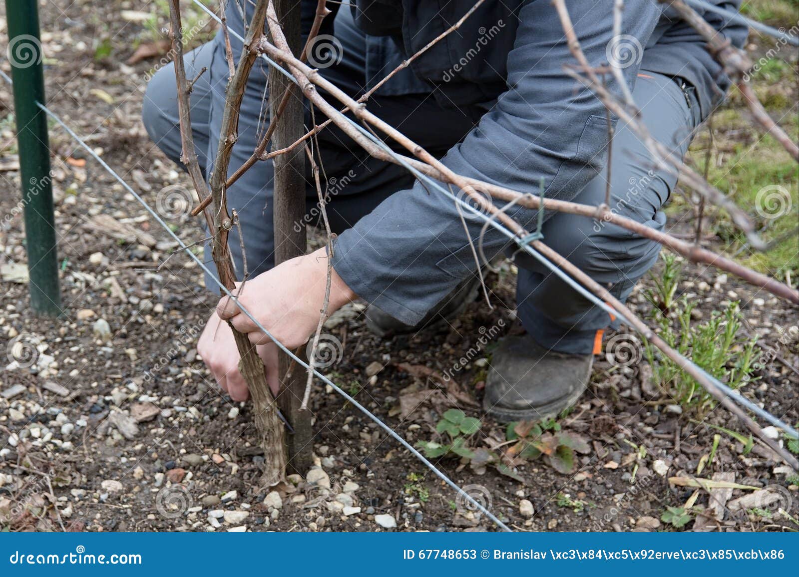 Cutting of the vine stock image. Image of farming, tool 67748653