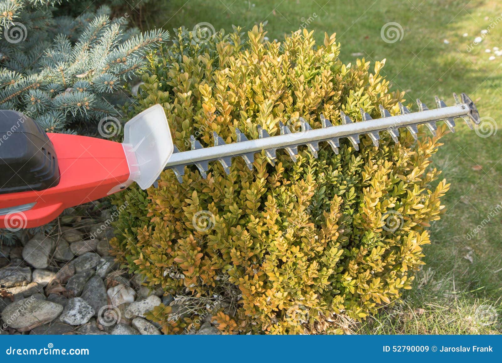 Cutting Wintergreen Plant By Electric Fence Scissors Stock Image