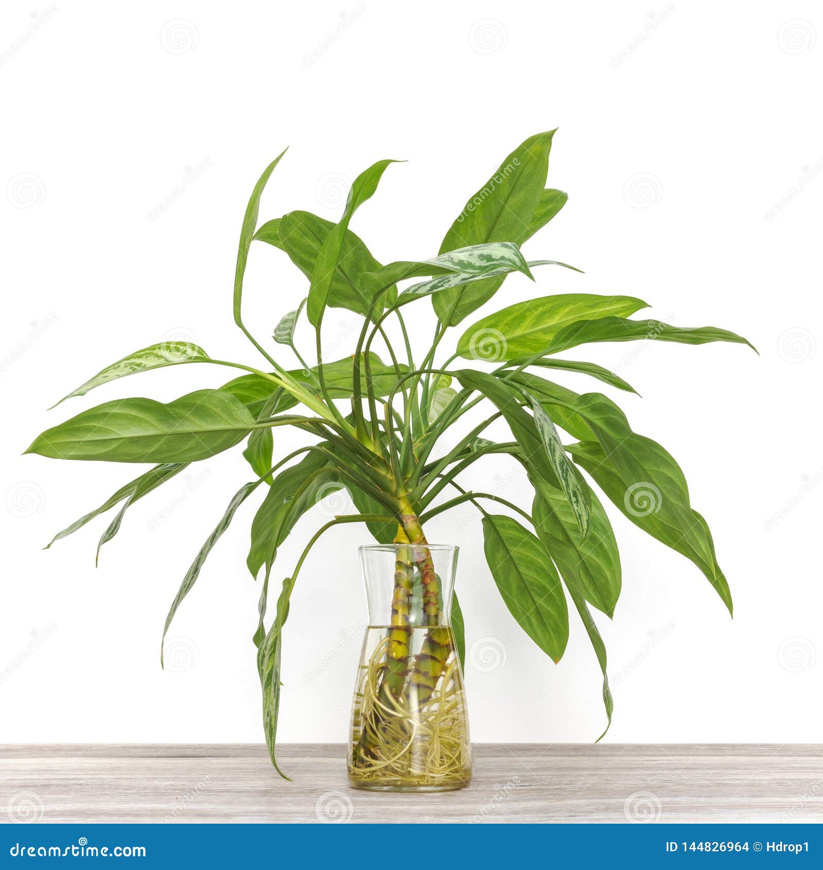 „Tara“ imbiero vidaus augalo šaknis vandenyje