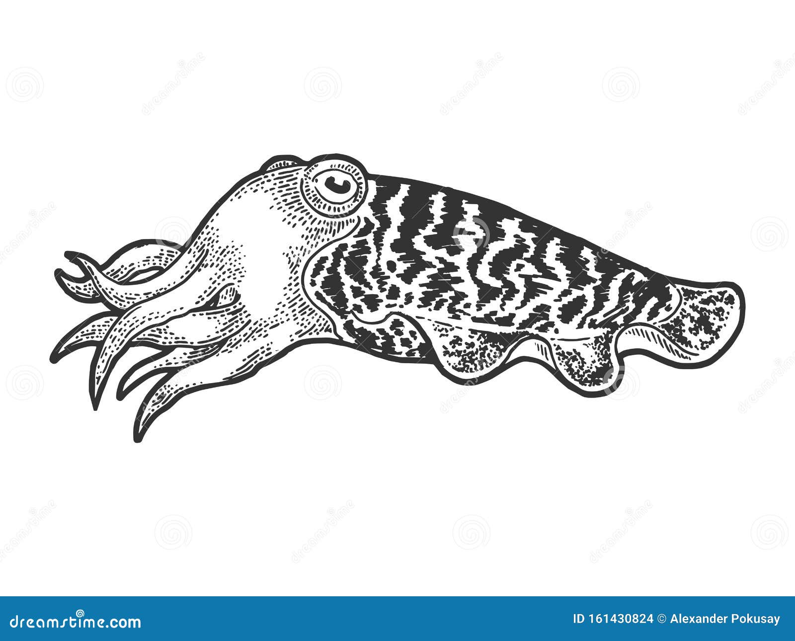Cuttlefish Cartoon Vector CartoonDealer 18075911 cuttlefish-cartoon-vector-cartoondealer-18075911