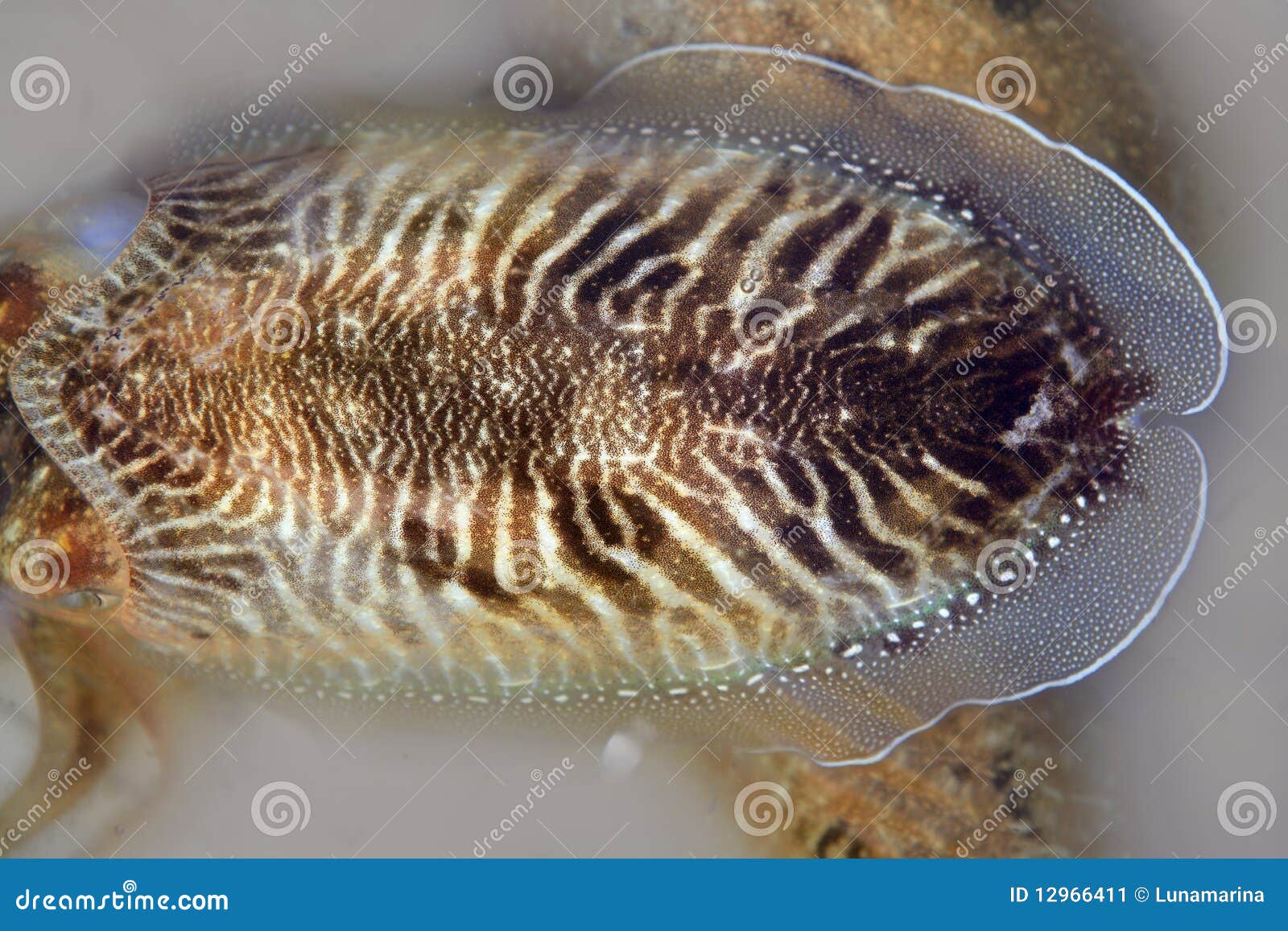 Cuttlefish Uncooked a Mediterranean Squid Stock Image Image of fish