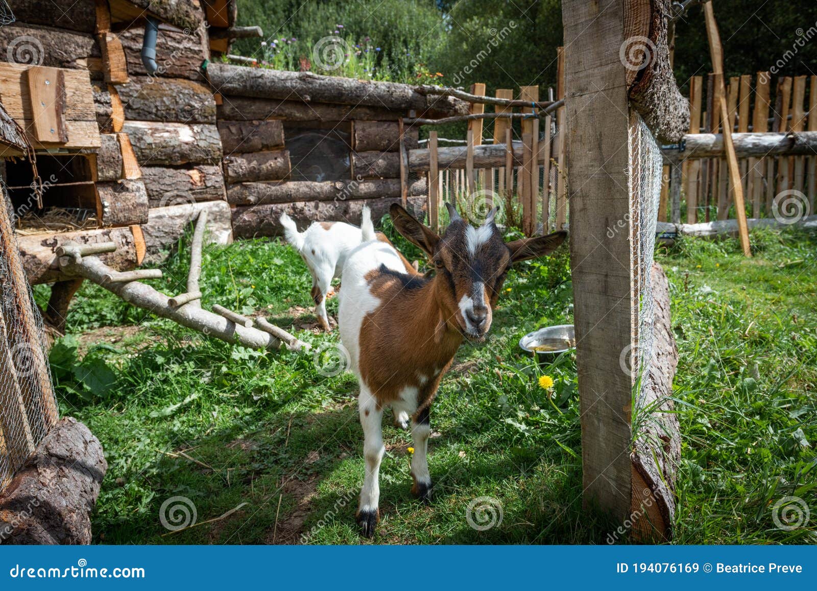 cutty dwarf goat with funny attitudes