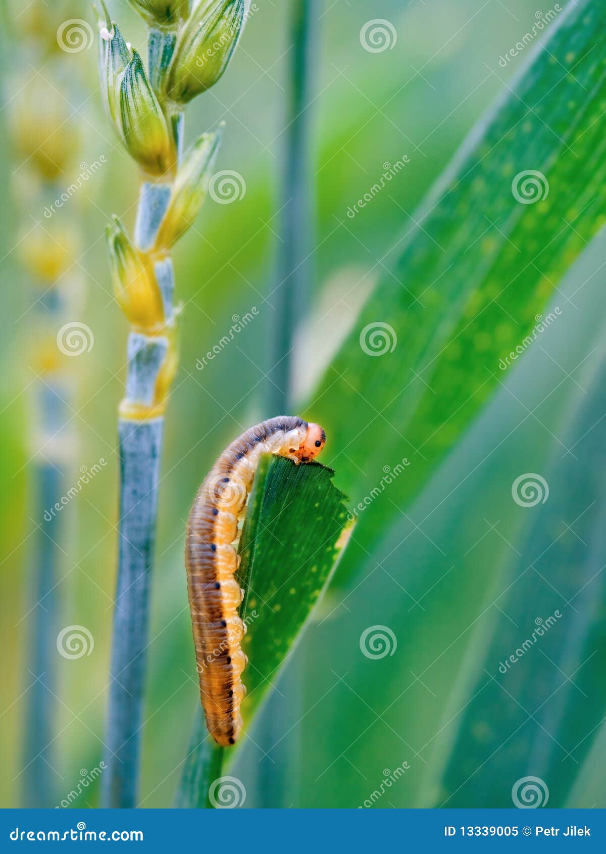 download cutworms download cutworms