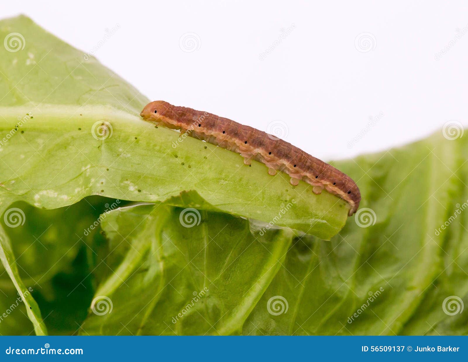 green cutworms