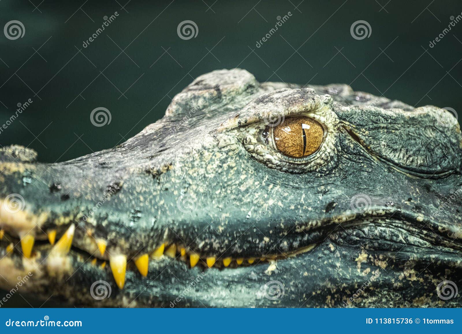 cuvier`s dwarf caiman paleosuchus palpebrosus.