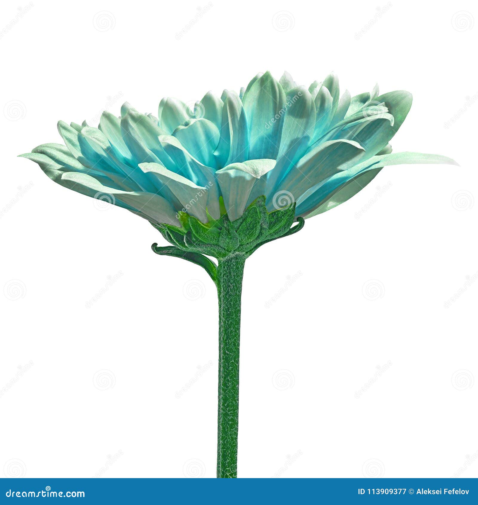 A Cyan Chrysanthemum Flower Isolated On A White Background. Close-up. Flower Bud On A Green Stem