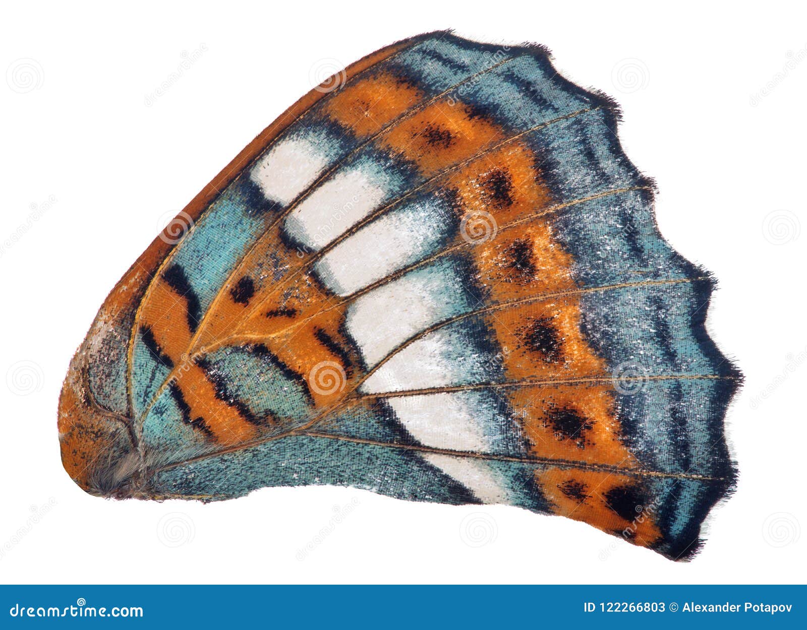 cyan and orange single butterfly wing on white