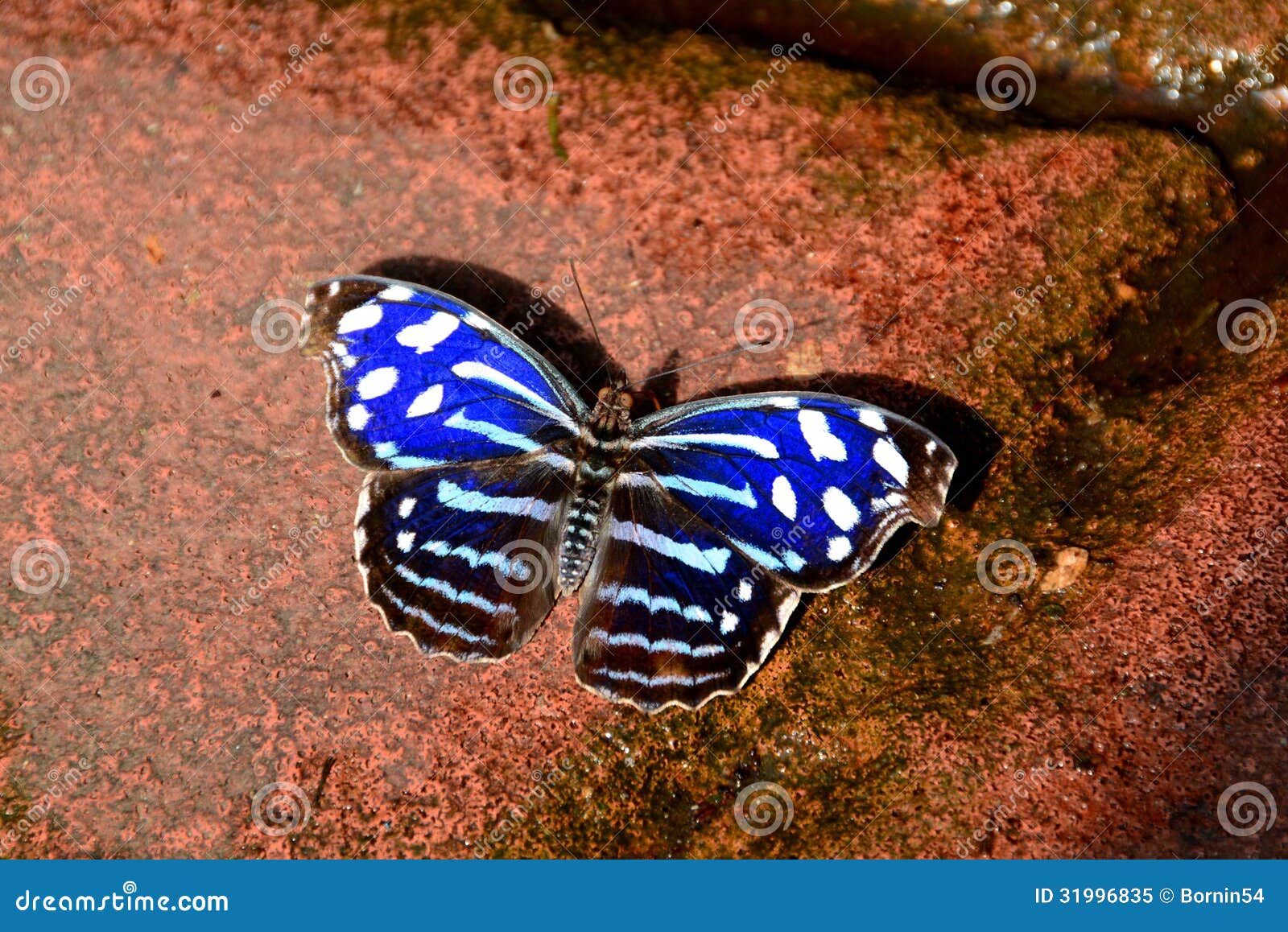 cyaniris bluewing butterfly,aka,myscelia cyaniris