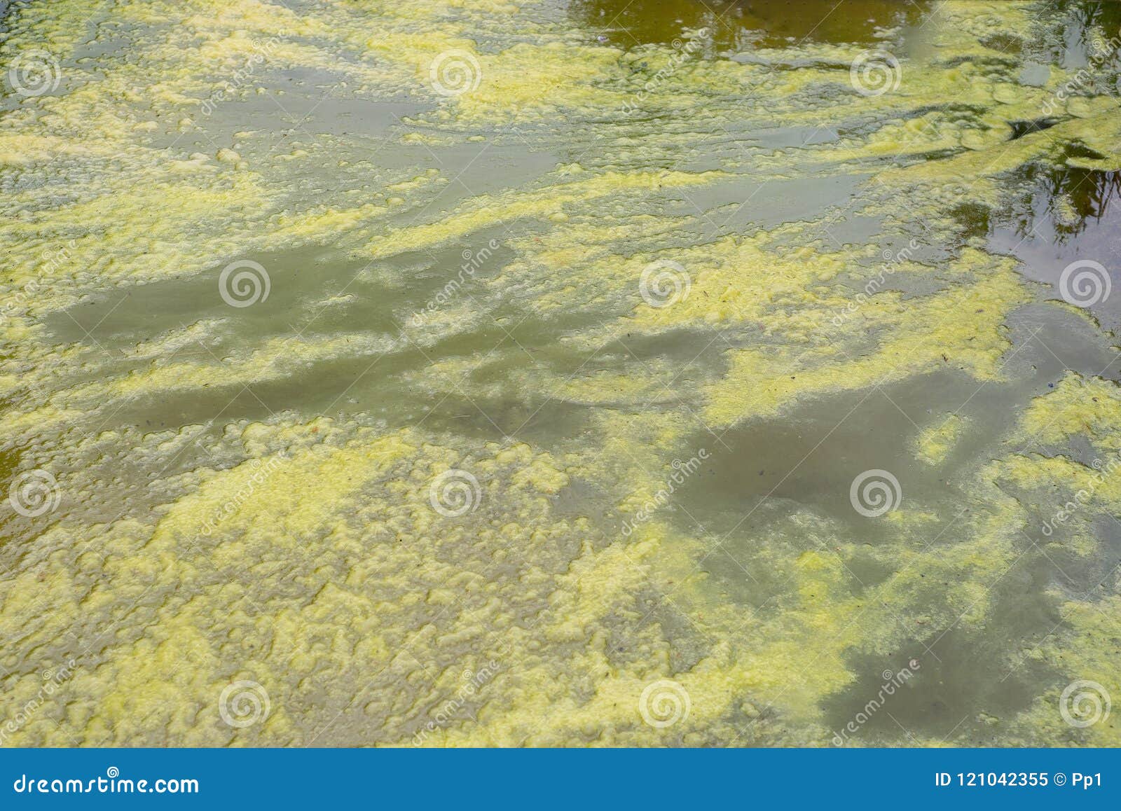 cyanobacteria blue-green algae bloom infection growing in pond lake river