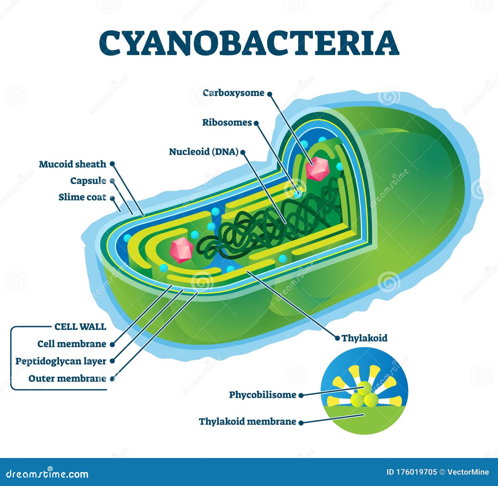 Cyanobacteria Vector Illustration. Labeled Bacteria Internal Structure Scheme Stock Vector - Illustration of microscopic, internal: 176019705