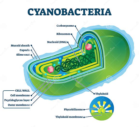 Cyanobacteria Vector Illustration. Labeled Bacteria Internal Structure ...