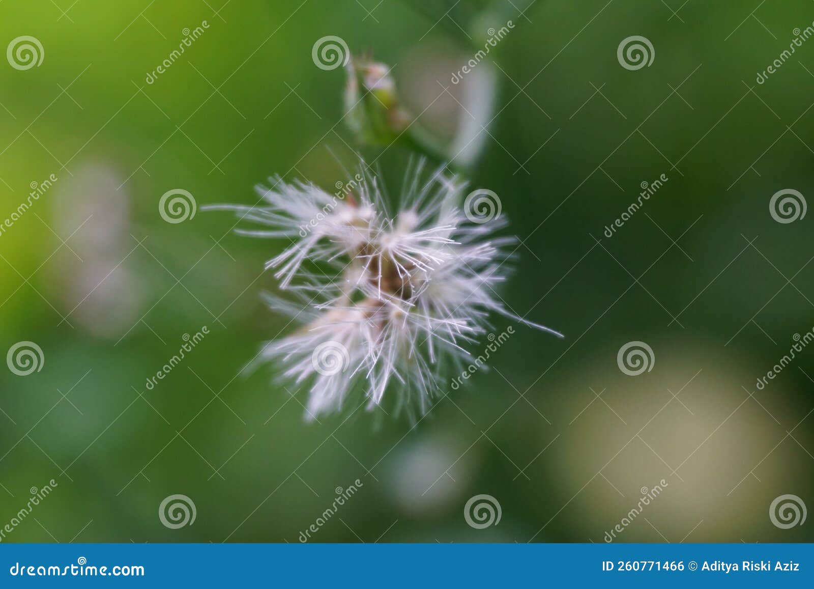 259 Cinereum Flower Stock Photos - Free & Royalty-Free Stock Photos from  Dreamstime