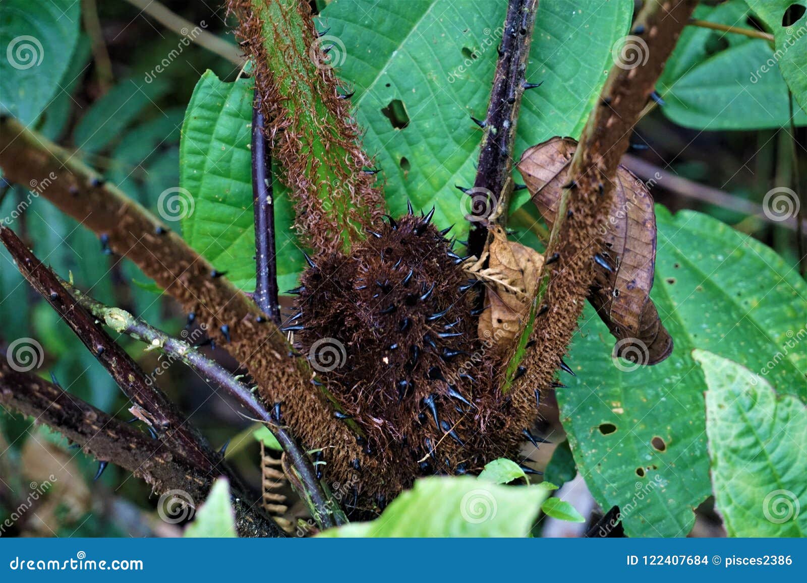 cyatheales with black spines growing in las quebradas