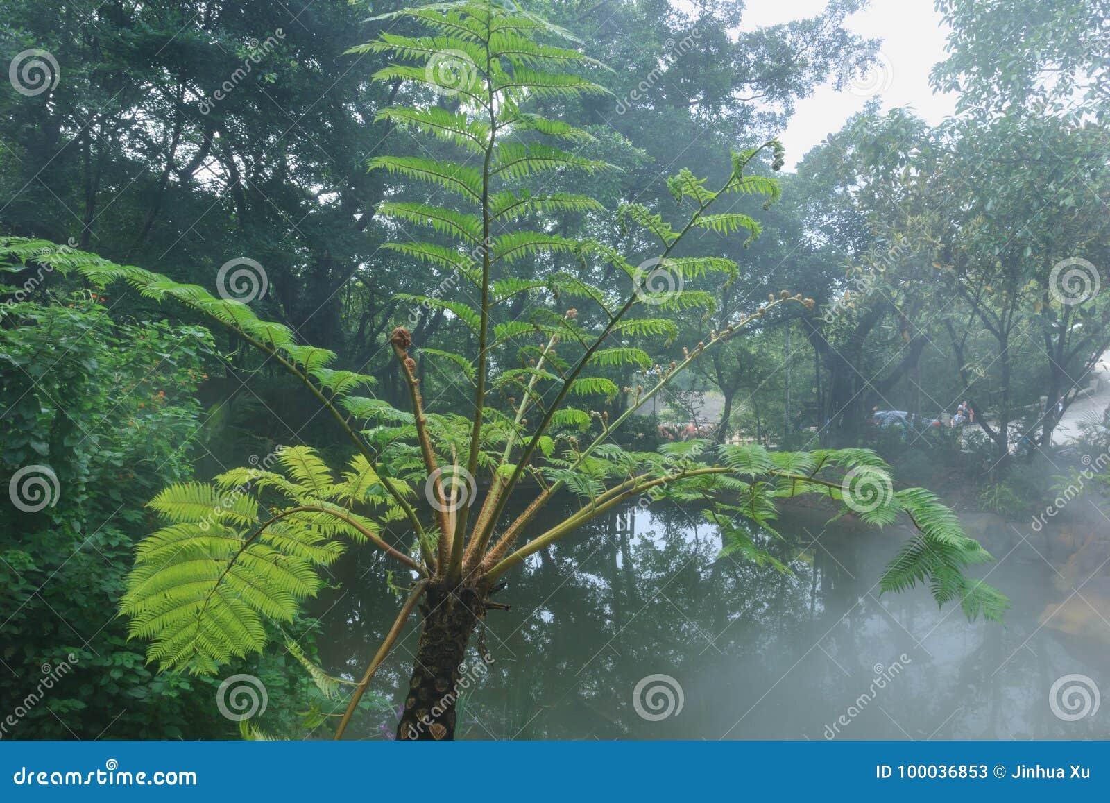 cyatheales, tree fern