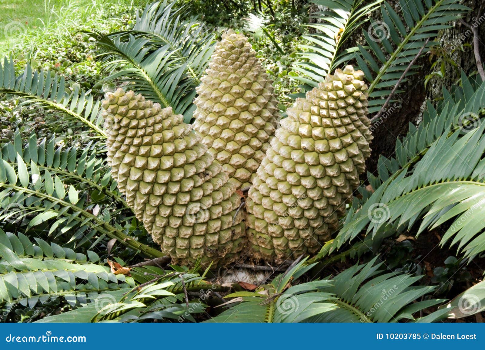 Cycad cones closeup stock image. Image of nature, garden 10203785
