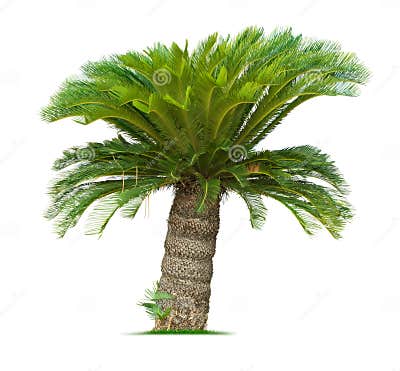 Cycad palm tree stock image. Image of tree, white, cycad - 33705667