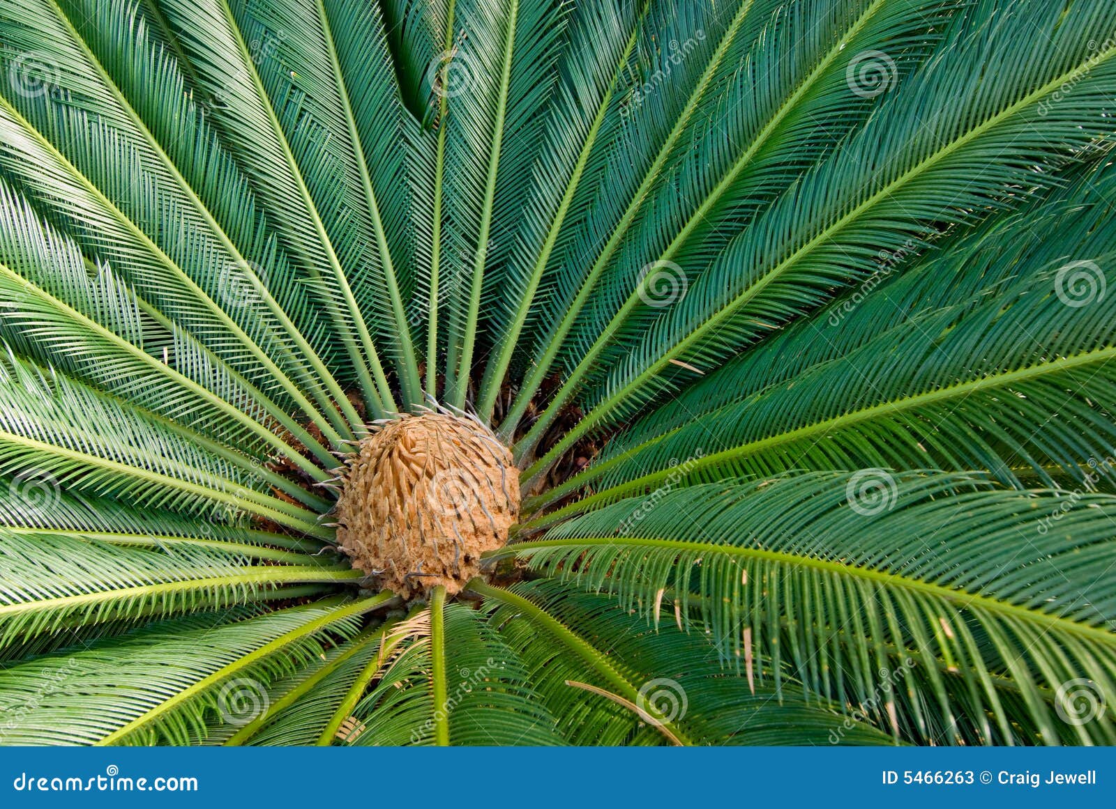cycad plant from above