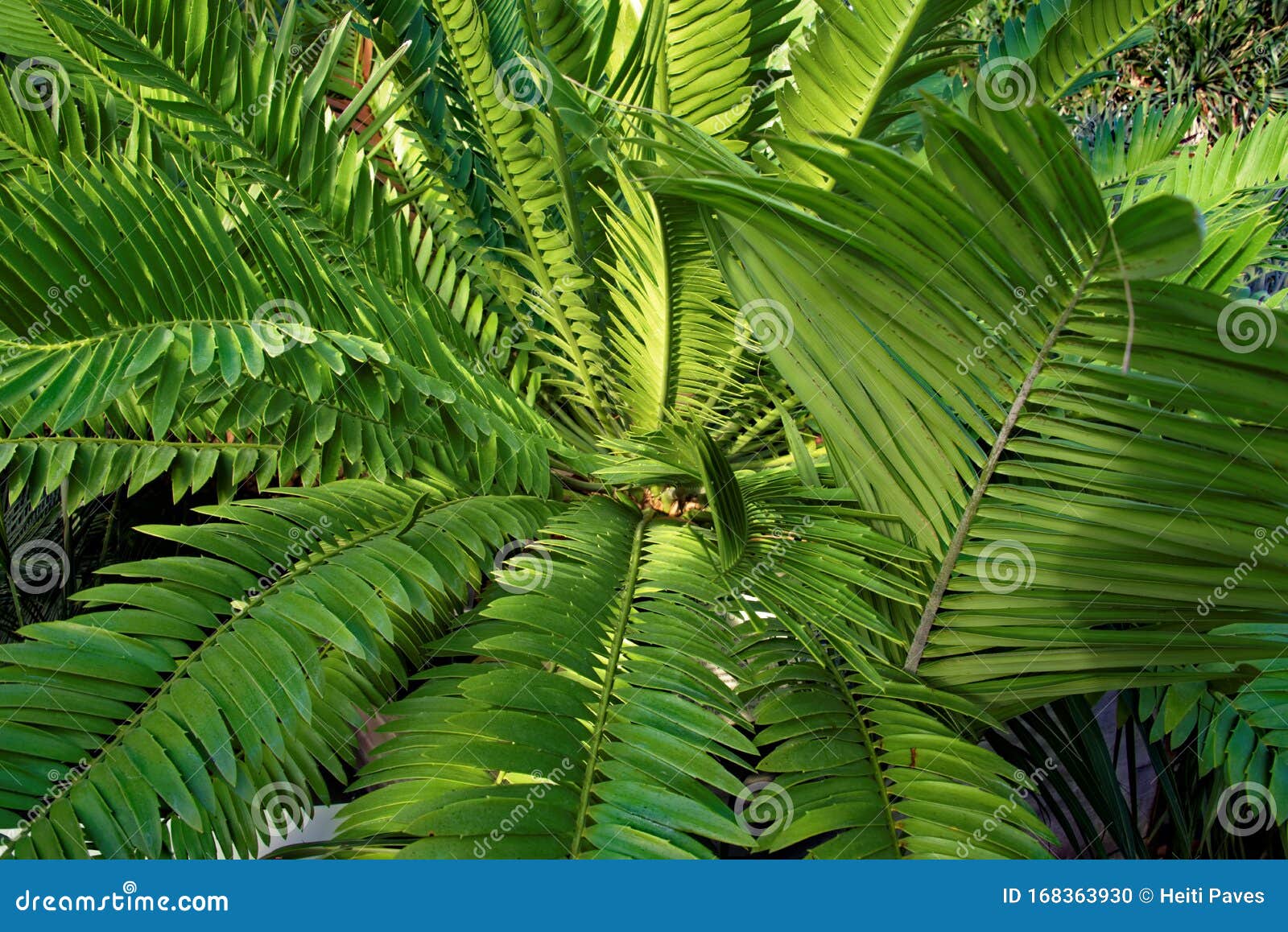 cycads: seed plants with a very long fossil history.