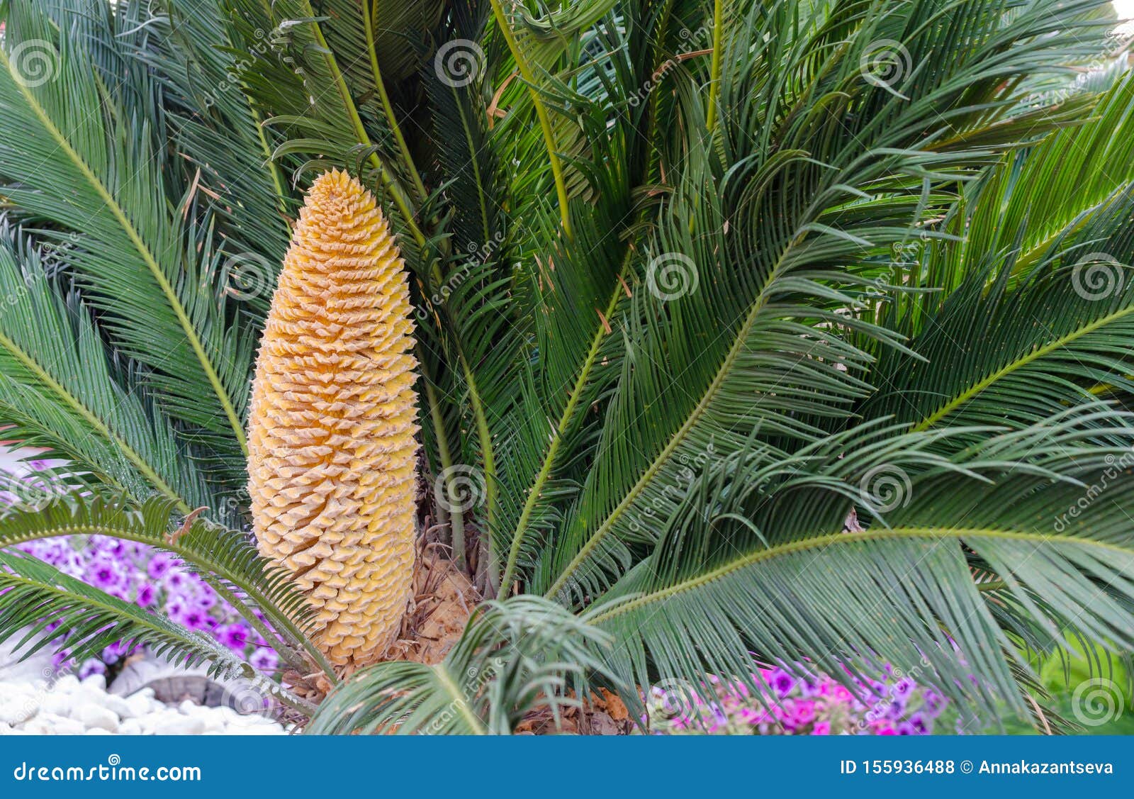 cycas revoluta male is a slow-growing tree with green leaves and drupe that contains the seeds.  sago palm, turkey, belek