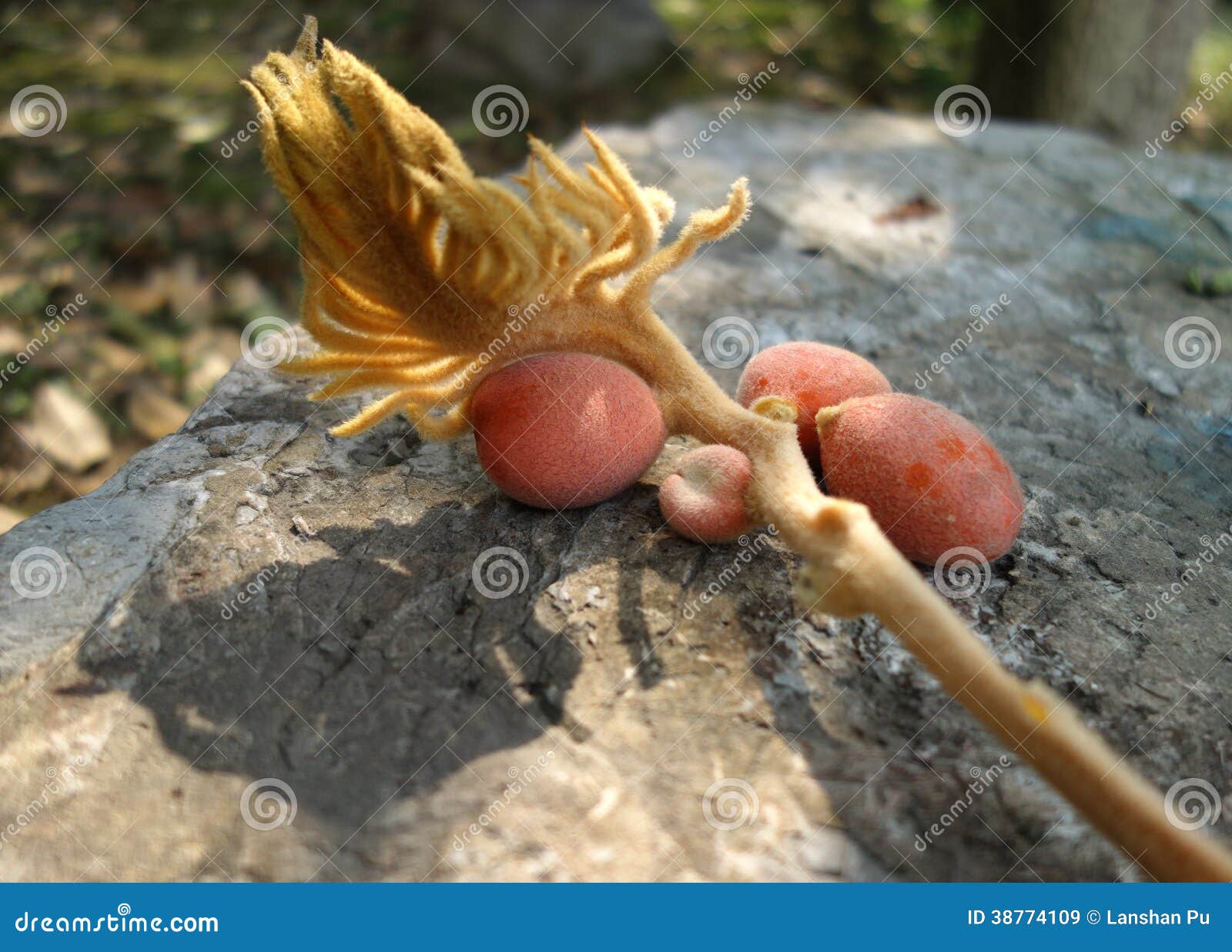 Cycas Revoluta Seeds And Seed Leaves Stock Image Image Of Natural