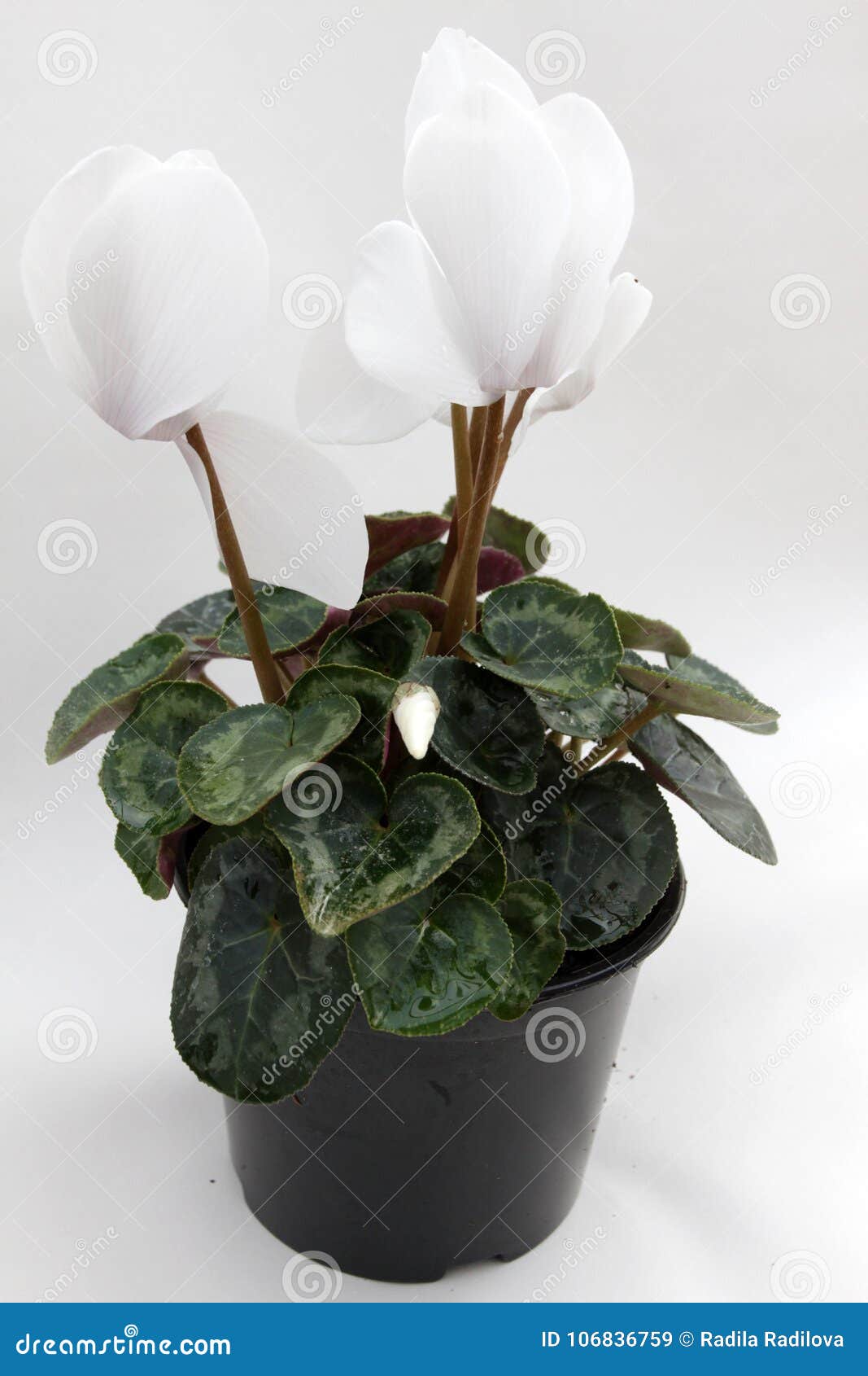 Cyclamen Cyclamens Brancos No Fundo Branco Teste Padrão Floral Bandeira Das  Flores Background Imagem de Stock - Imagem de bombeiro, vida: 106836759