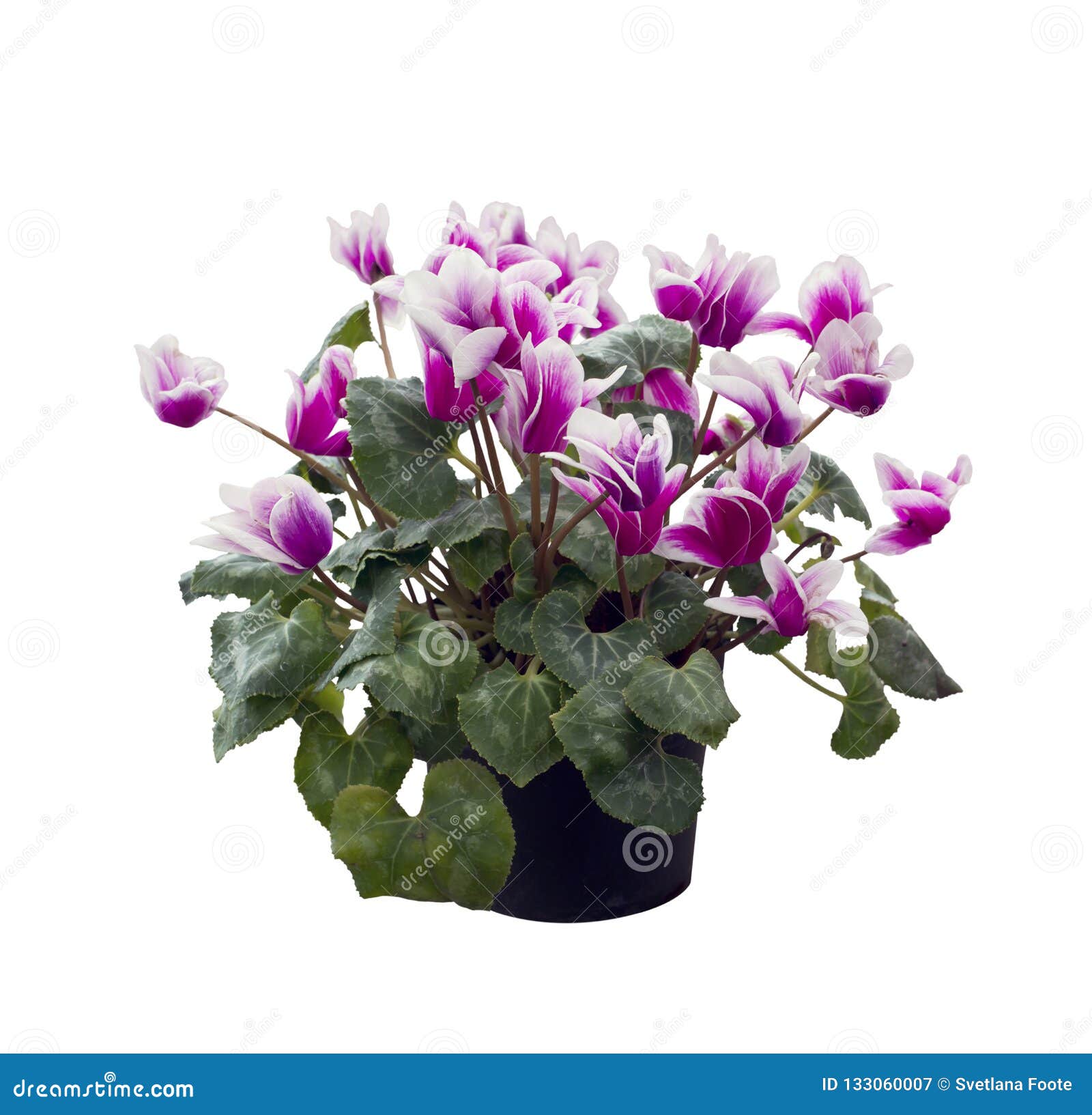 Cyclamen Flowers on White Background Stock Image - Image of bunch,  isolated: 133060007