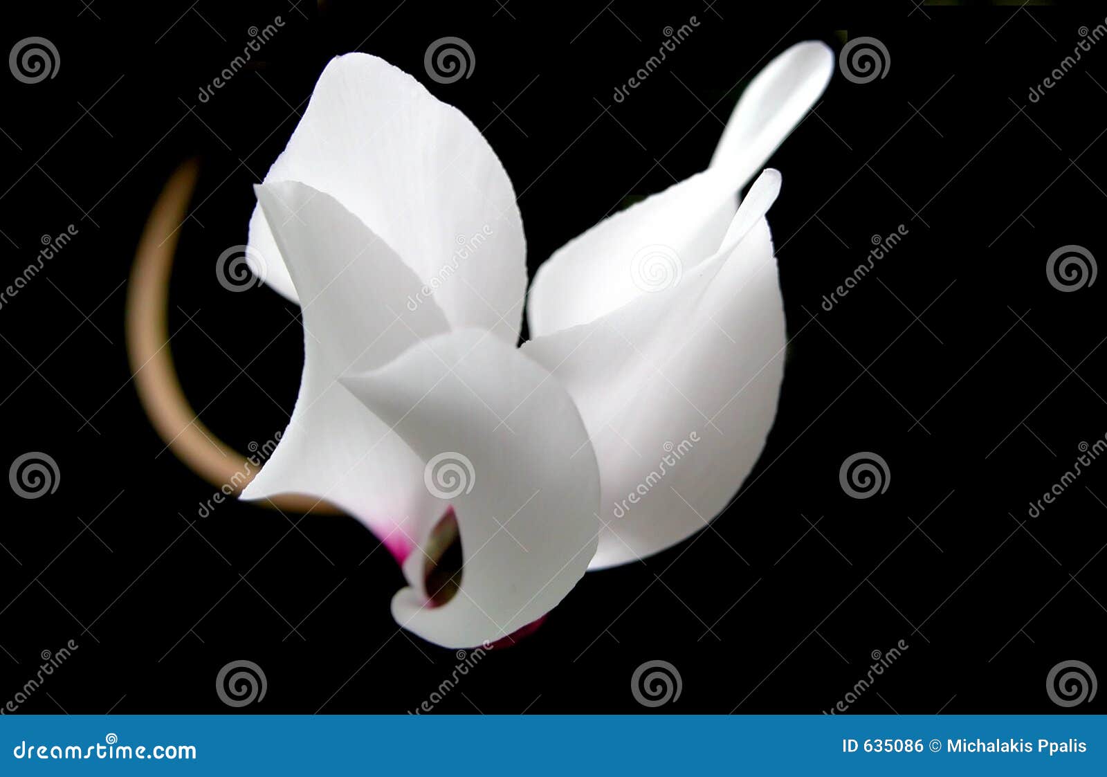 cyclamen, sowbread