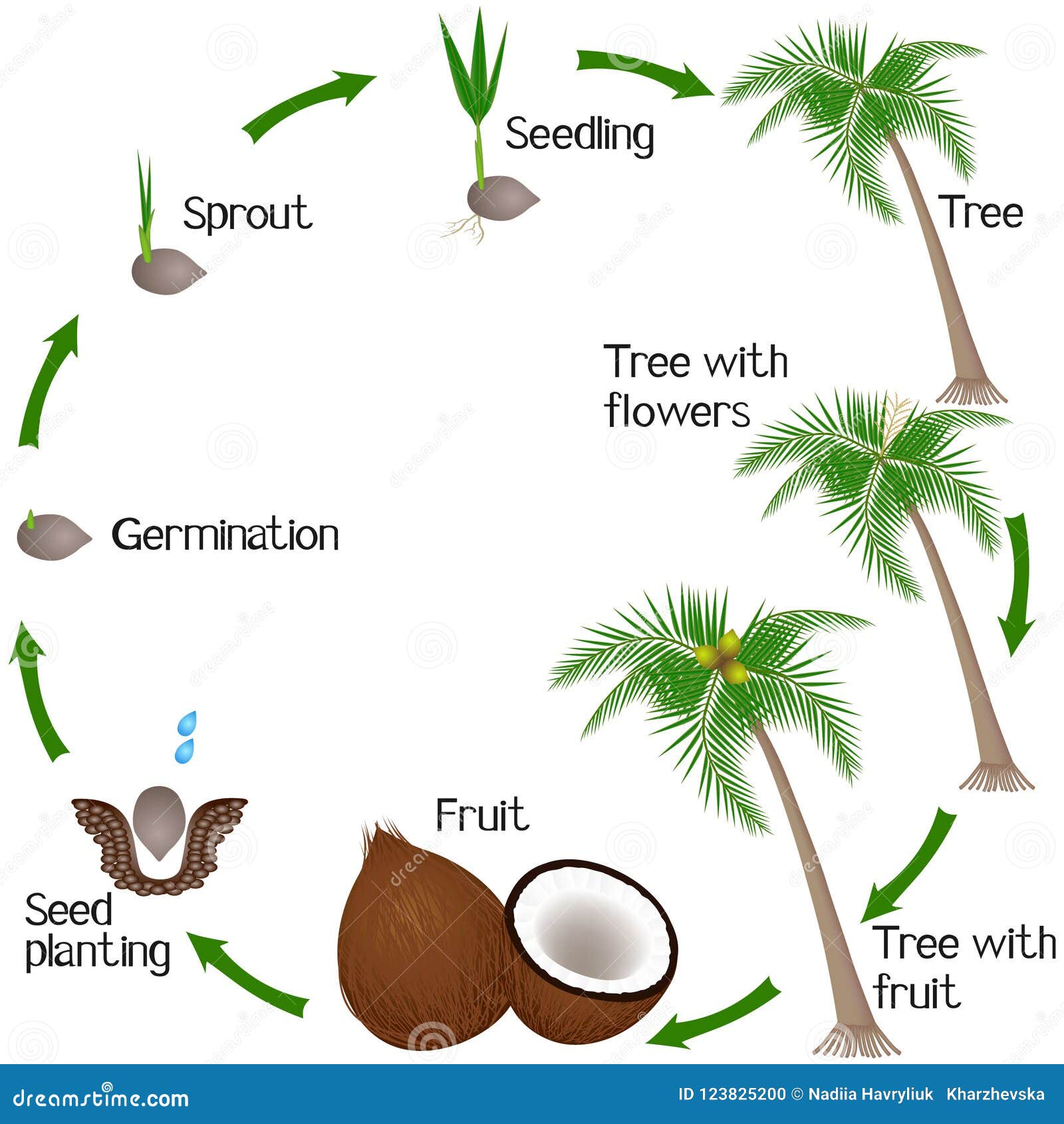 Coconut Seed Clip Art