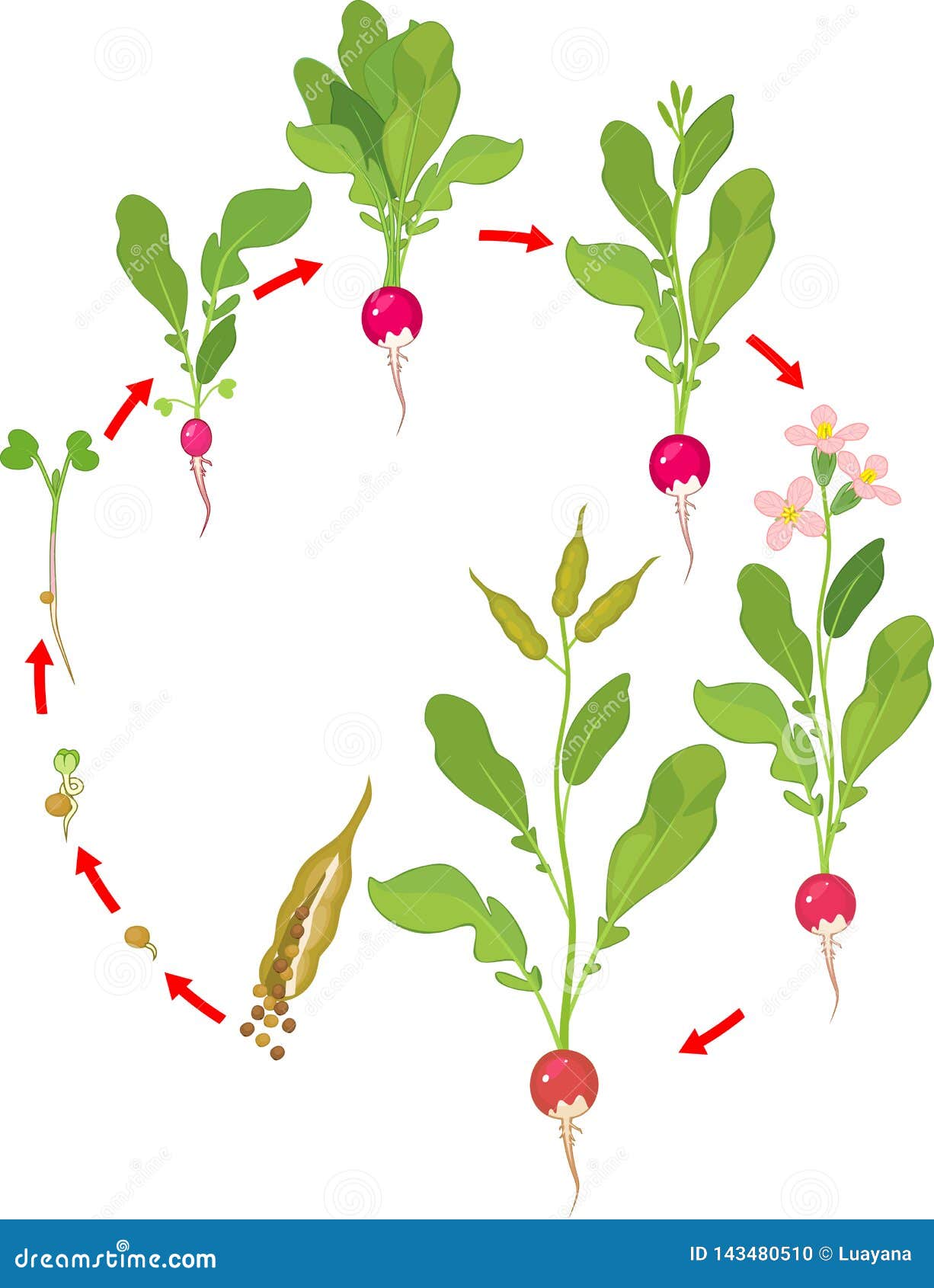 Жизненный цикл овощных растений по маркову. Редис фенофазы. Этапы прорастания редиса. Жизненный цикл редиса. Этапы роста редиса.